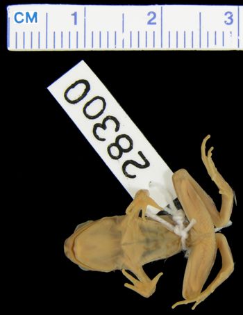 Media type: image; Herpetology A-28300